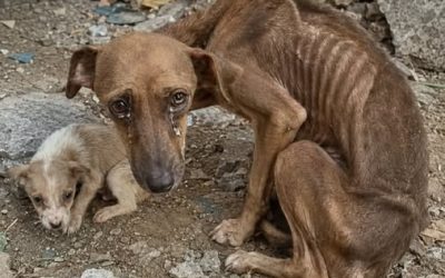 A Mother’s Plea: The Harrowing Sorrow of a Starving Dog’s Fight for Her Puppy’s Life