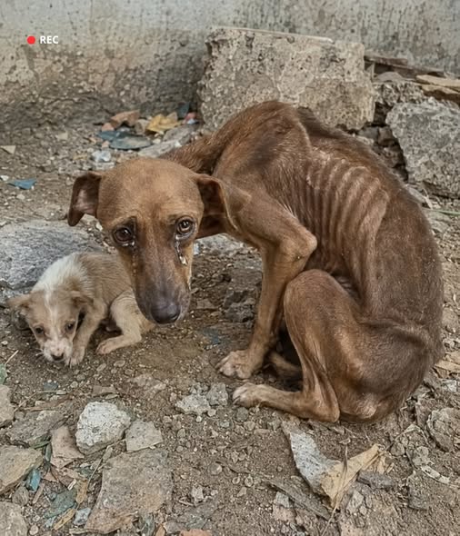 A Mother’s Plea: The Harrowing Sorrow of a Starving Dog’s Fight for Her Puppy’s Life